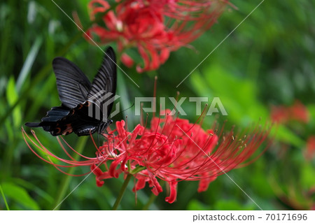 Clown whippers sucking cloud flower nectar 70171696