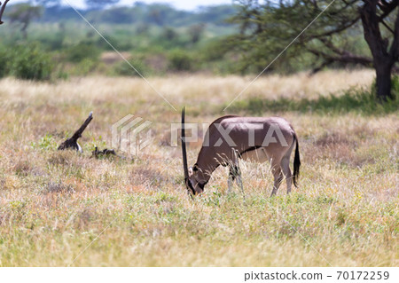 An Oryx family stands in the pasture surrounded by green grass and shrubs 70172259