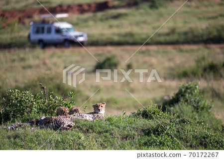 A cheetah mother with two children in the Kenyan savannah 70172267
