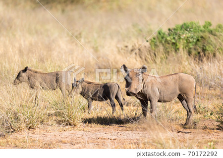A warthog stands in the middle of the grass in Kenya 70172292
