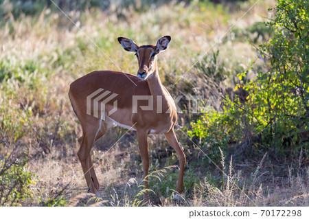 A portrait of an Impala antelope in the savannah of Kenya 70172298
