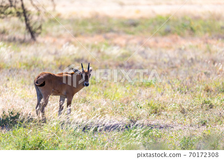 Antelope in the middle of the savannah of Kenya Antelope in the middle of the savannah of Kenya 70172308
