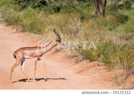 Antelope in the middle of the savannah of Kenya 70172312
