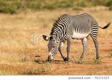 A Grevy Zebra is grazing in the countryside of Samburu in Kenya A Grevy Zebra is grazing in the countryside of Samburu in Kenya 70172325