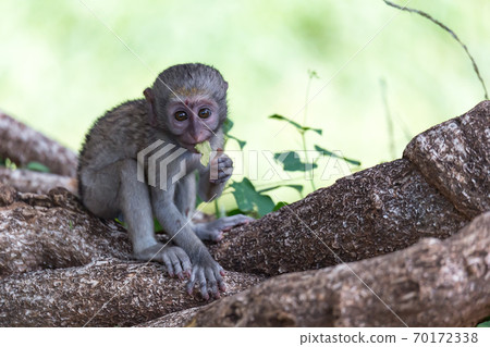 A monkey climbs around on a branch A monkey climbs around on a branch 70172338