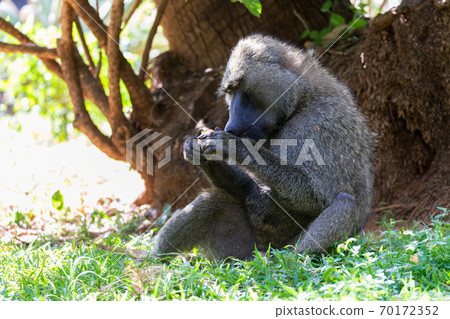 A baboon has found a fruit and eats it 70172352
