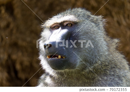 A baboon has found a fruit and eats it A baboon has found a fruit and eats it 70172355