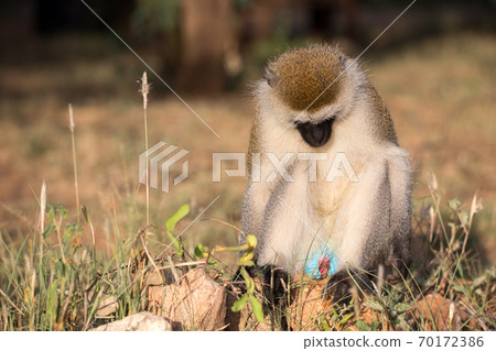 A monkey sits and looks around A monkey sits and looks around 70172386