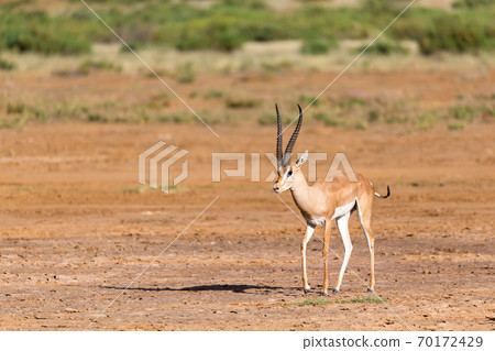 Grant Gazelle in the savannah of Kenya Grant Gazelle in the savannah of Kenya 70172429