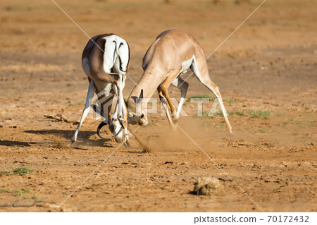 A battle of two Grant Gazelles in the savannah of Kenya A battle of two Grant Gazelles in the savannah of Kenya 70172432
