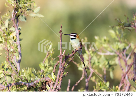Local bird is sitting on a branch in Kenya 70172446