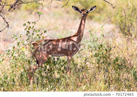 A gerenuk between the plants in the savannah A gerenuk between the plants in the savannah 70172465