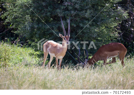 Native species of antelope in the meadow 70172493