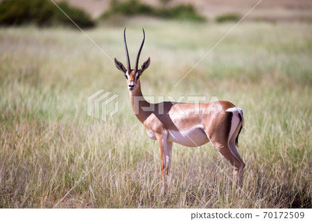 Some antelopes in the grass landscape of Kenya 70172509