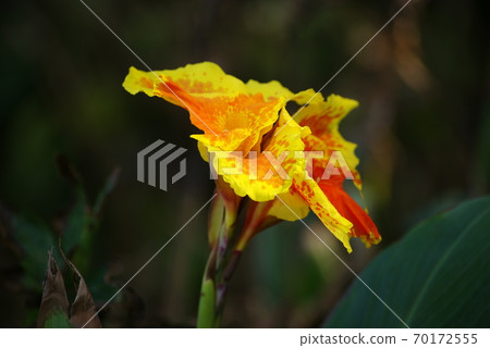 美人蕉花 美人蕉花 70172555