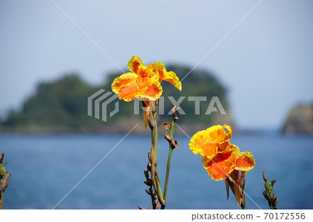 美人蕉花 美人蕉花 70172556