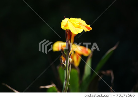 美人蕉花 美人蕉花 70172560