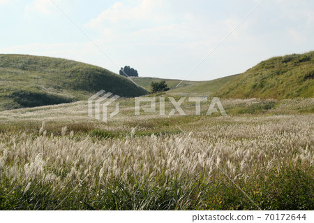 許多壽喜在成長 70172644