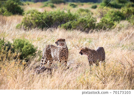 Cheetahs eating in the middle of the grass 70173103