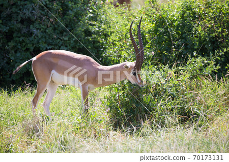Some antelopes in the grass landscape of Kenya 70173131