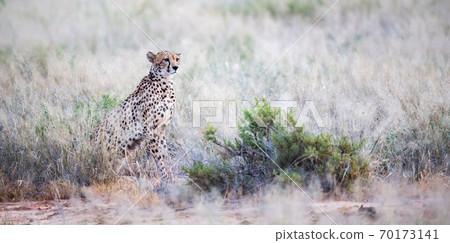 A cheetah sits in the savannah looking for prey 70173141