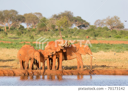 A family of red elephants at a water hole in the middle of the savannah 70173142