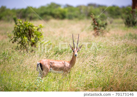 A Grant gazelle walks between tall grass 70173146
