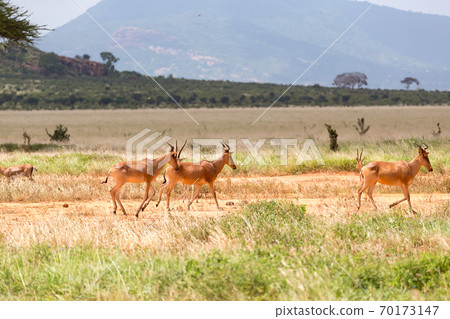 A family of Topi antelopes in the Kenyan savannah A family of Topi antelopes in the Kenyan savannah 70173147