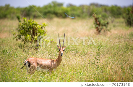 A Grant gazelle walks between tall grass A Grant gazelle walks between tall grass 70173148