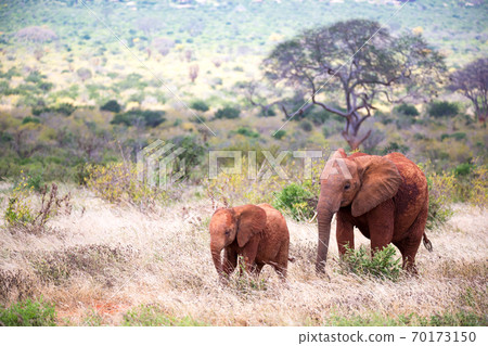 A family of red elephants on their trek through the savanna A family of red elephants on their trek through the savanna 70173150