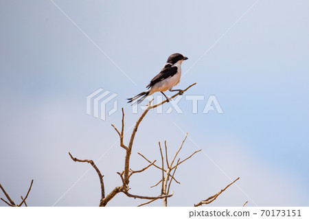 Native Kenyan birds in their natural environment Native Kenyan birds in their natural environment 70173151