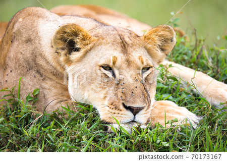The portrait of a lioness, she lies in the grass in the savannah 70173167