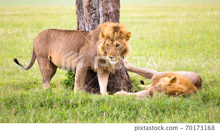 Two big lions show their emotions to each other in the savanna of Kenya Two big lions show their emotions to each other in the savanna of Kenya 70173168