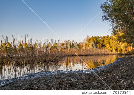 Athalassa Lake, Cyprus with cane and branch water reflections on a beautiful sunny afternoon Athalassa Lake, Cyprus with cane and branch water reflections on a beautiful sunny afternoon 70173544