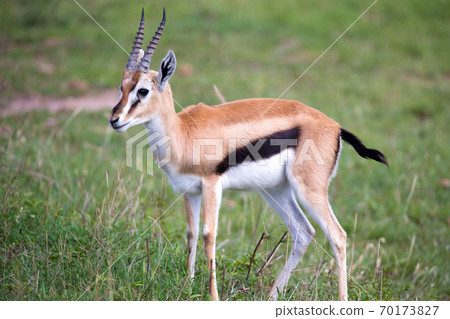 Thomson Gazelle in the Kenyan savannah amidst a grassy landscape 70173827