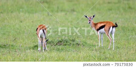 Thomson Gazelle in the Kenyan savannah amidst a grassy landscape Thomson Gazelle in the Kenyan savannah amidst a grassy landscape 70173830
