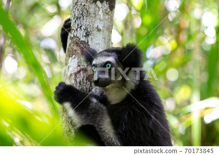 An Indri lemur on the tree watches the visitors to the park 70173845