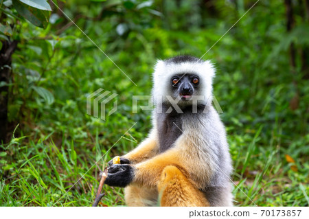 A diademed sifaka in its natural environment in the rainforest on the island of Madagascar 70173857
