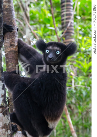 An Indri lemur on the tree watches the visitors to the park 70173866