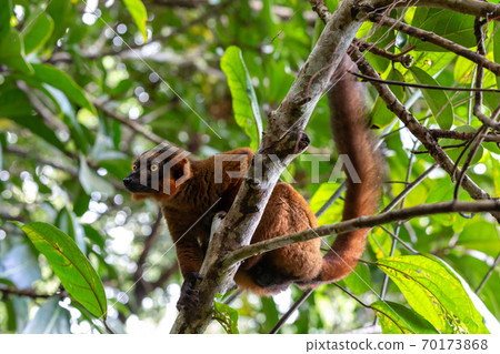 A red Vari sits in the branches of a tree A red Vari sits in the branches of a tree 70173868