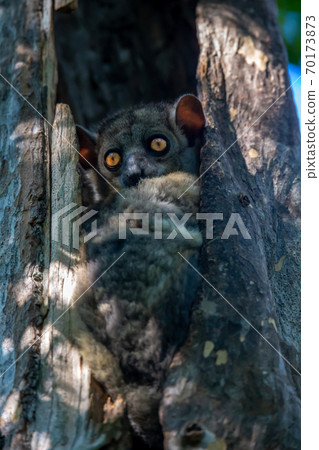 Little lemur hid in the hollow of a tree and watches Little lemur hid in the hollow of a tree and watches 70173873