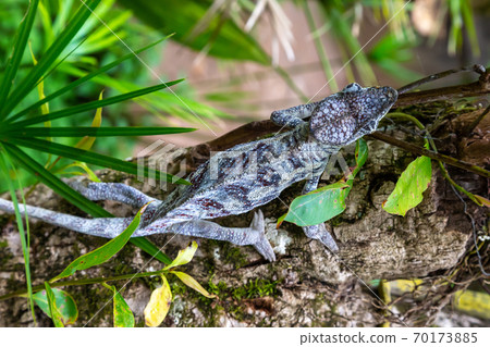 A chameleon moves along a branch in a rainforest in Madagascar 70173885