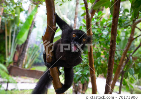 A black lemur on a tree awaiting a banana 70173900