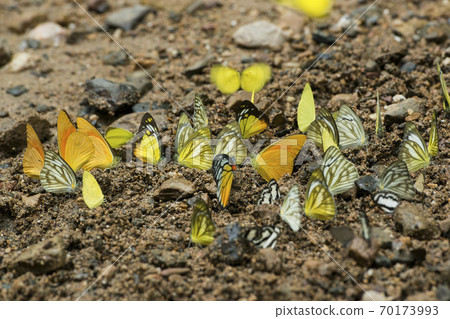THAILAND PHETBURI KAENG KRACHAN NATIONAL PARK 70173993