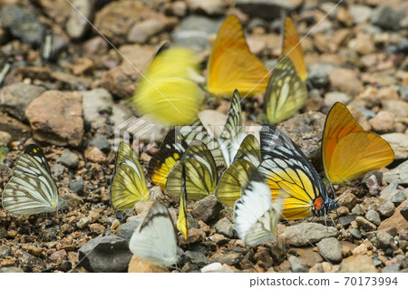 THAILAND PHETBURI KAENG KRACHAN NATIONAL PARK THAILAND PHETBURI KAENG KRACHAN NATIONAL PARK 70173994
