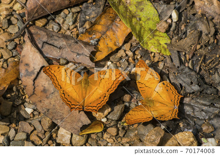 THAILAND PHETBURI KAENG KRACHAN NATIONAL PARK THAILAND PHETBURI KAENG KRACHAN NATIONAL PARK 70174008