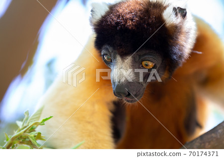 A Sifaka lemur that has made itself comfortable in the treetop 70174371
