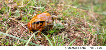 A large orange frog is sitting in the grass A large orange frog is sitting in the grass 70174386