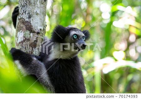 An Indri lemur on the tree watches the visitors to the park 70174393