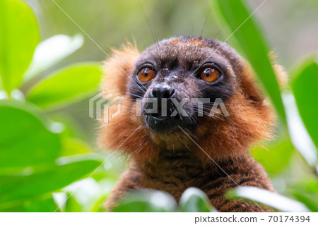 portrait of a red lemur vari 70174394